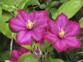 Close up of a large flowering clematis  Ville de Lyon Royalty Free Stock Photo