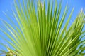 Close up of a large folded leaf of a palm tree with the sun shining through it against a blue sky