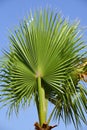 Close up of a large folded leaf of a palm tree with the sun shining through it against a blue sky