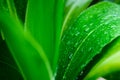 Close-up large foliage of green tropical leaf texture with rain water Royalty Free Stock Photo