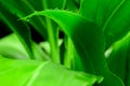 Close-up large foliage of green tropical leaf texture with rain water drop Royalty Free Stock Photo
