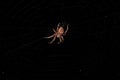 Close-up of the back of a brown and red forest spider spinning a web on a black background Royalty Free Stock Photo