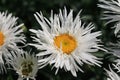 A close up of large fringed flower of the `Crazy Daisy` variety