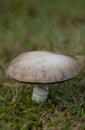 close up of large fungi