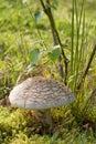 close up of large fungi