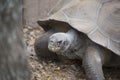 Close up of a Large Galapagos Tortoise Royalty Free Stock Photo