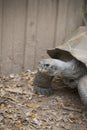 Close up of a Large Galapagos Tortoise Royalty Free Stock Photo