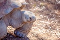 Close Up Of A Large Galapagos Tortoise Royalty Free Stock Photo