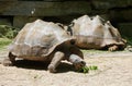 Close up of a large Galapagos tortoise eating the grass Royalty Free Stock Photo