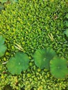 Close up of large glossy leaves of Water and floating water lettuce in a pond.