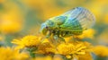 A close up of a large green bug on yellow flowers, AI Royalty Free Stock Photo
