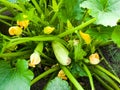 Close-up of large green fruits and yellow flowers of zucchini growing on a plant in a garden Royalty Free Stock Photo