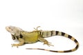 Large Green Iguana isolated on a white background Royalty Free Stock Photo