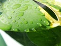 Close-up of a large green leaf covered with water droplets Royalty Free Stock Photo