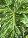 A close up of a large green leaf, Philodendron bipinnatifidum Royalty Free Stock Photo