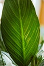 Close up of large green leaf of spathiphyllum, spath or peace lily Royalty Free Stock Photo