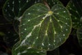 A large green leaves those have a brunch of the white line and small white hairs