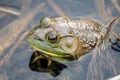 Macro of American Bullfrog in pond,Ontario Royalty Free Stock Photo