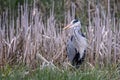 Close up of a large Grey Heron in amongst the reed beds