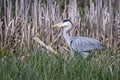 Close up of a large Grey Heron stalking amongst the reed beds
