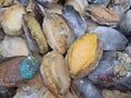 Frozen abalone display on market for sale