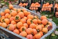 Close up of large group of persimmons Royalty Free Stock Photo