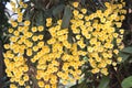 Large group yellow orchid flowers or dendrobium lindleyi steud blooming in garden Royalty Free Stock Photo