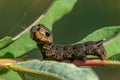 Close up of a large hawk moth caterpillar trying to protect itself Royalty Free Stock Photo