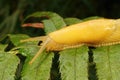 Close-up on the large high yellow Californian banana slug, Ariolimax californicus Royalty Free Stock Photo