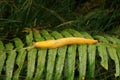 Close-up on the large high yellow Californian banana slug, Ariolimax californicus Royalty Free Stock Photo