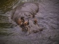 Close-up of a large hippopotamus Royalty Free Stock Photo