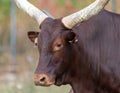 close up of a large horned animal, brown