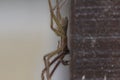 Large house spider walking down post Royalty Free Stock Photo