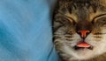 Adorable cute tabby cat peacefully sleeping with tongue sticking out Royalty Free Stock Photo