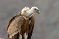 A close up of a large lappet-faced vulture or Nubian vulture Torgos tracheliotos perched Royalty Free Stock Photo