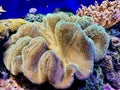 Close-Up of Large Leather Coral with Intricate Textures and Vibrant Colors in a Lush Reef Aquarium