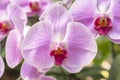 Close up the large magenta and white colored Phalaenopsis orchids in garden Royalty Free Stock Photo