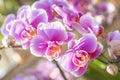 Close up the large magenta and white colored Phalaenopsis orchids in garden Royalty Free Stock Photo