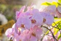 Close up the large magenta and white colored Phalaenopsis orchids in garden Royalty Free Stock Photo