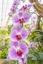 Close up the large magenta and white colored Phalaenopsis orchids in garden Royalty Free Stock Photo