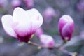 Close-up of large magnolia flower