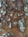 Close-up of large mahogany bark texture Royalty Free Stock Photo