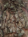 Close-up of large mahogany bark texture Royalty Free Stock Photo