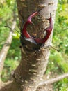 Male European stag beetle insect on tree branch Royalty Free Stock Photo