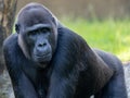 Close up of a large male gorilla