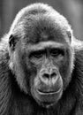 Close up of a large male gorilla