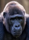 Close up of a large male gorilla