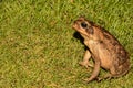 A close up of a Marine Toad