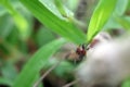 Macro close up of a large milkweed bug insect eyes, face and antenna atop a milkweed plant in Florida, Oncopeltus fasciatus