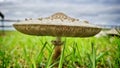 A Close-up of a large mushroom. Royalty Free Stock Photo